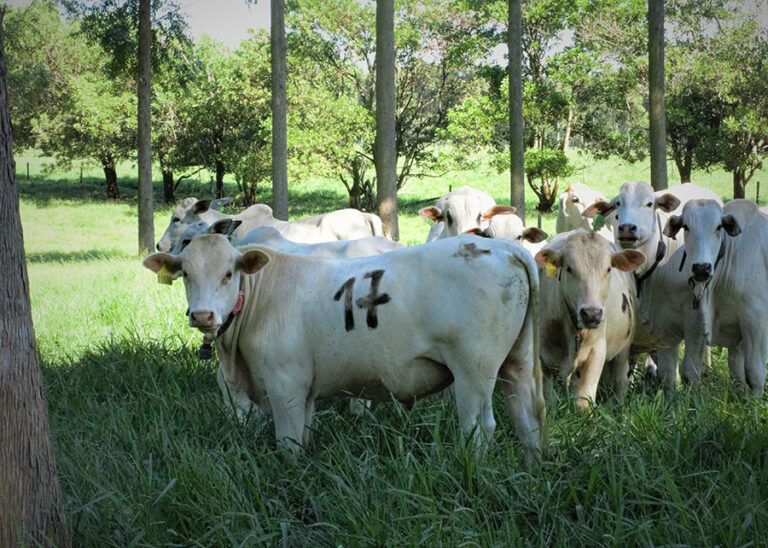 ARTICULO TÉCNICO:  Árboles en el pasto mejoran el aumento de peso, la comodidad térmica y la reproducción animal