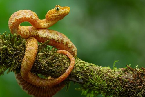 Descubren cinco nuevas especies de víboras en Colombia y Ecuador
