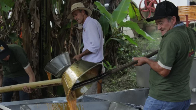 INTERNACIONAL: La panela es un negocio que mueve $3 billones al año y genera 270.000 empleos