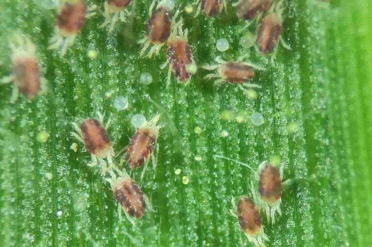 INFORME TÉCNICO:  Planta forrajera más resistente al ácaro rojo, clave para la seguridad alimentaria del mundo