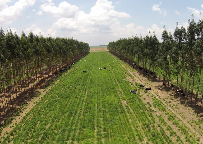 INTERNACIONAL: Embrapa crea plataforma con métricas de carbono adaptadas a condiciones tropicales