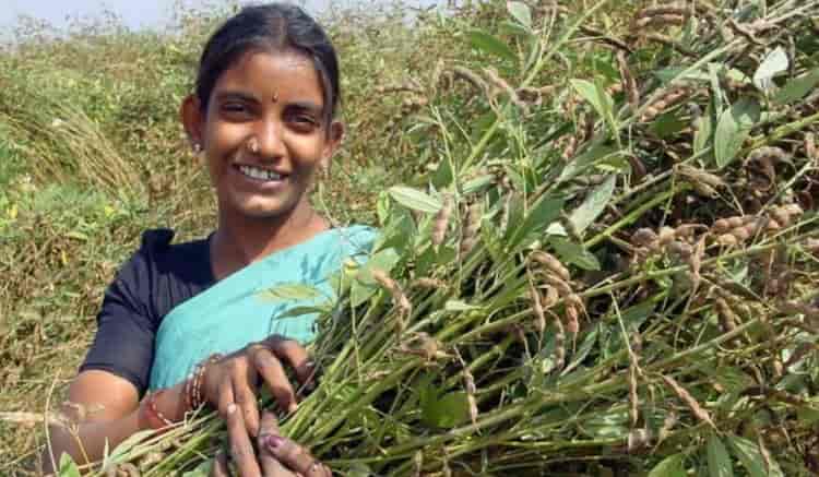 INTERNACIONAL:  Los científicos han desarrollado el primer protocolo del mundo para cultivar frijol  gandul a alta velocidad.