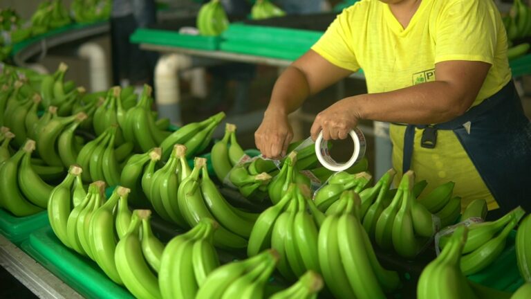 Bananeros ecuatorianos abogan por precios justos y sostenibilidad en Fruit Logistica 2024 en Berlín