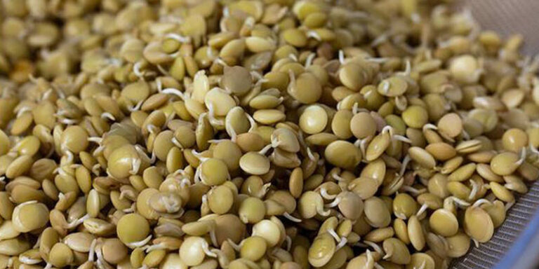 Una hormona extraída de las lentejas mejora el crecimiento de los árboles