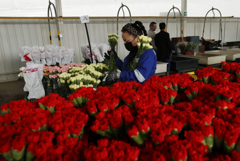 Exportadores de claveles ecuatorianos, sorprendidos por el veto de Rusia