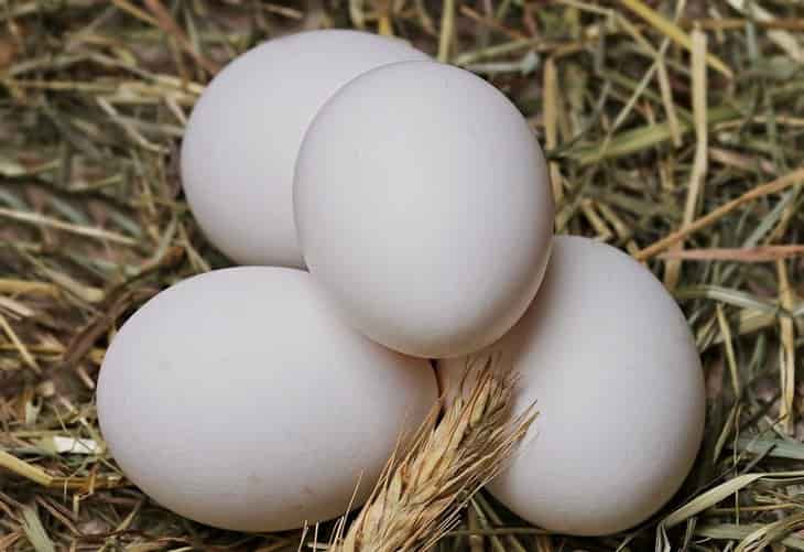 INFORME TÉNICO: Cómo elegir una incubadora de huevos
