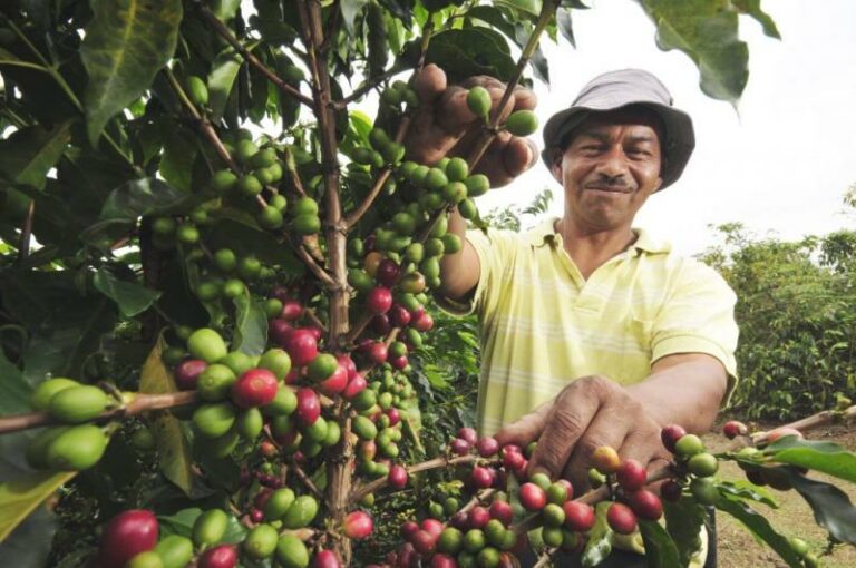 INTERNACIONAL, PERÚ:  Productores piden estrategia para seguir exportando a la UE