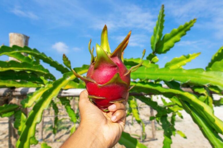 INTERNACIONAL: R Coorp lanzará al mercado nacional productos procesados derivados de pitahaya