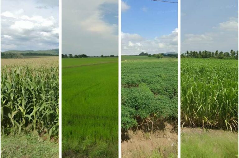INTERNACIONAL: Los investigadores mapean de forma remota los cultivos, campo por campo