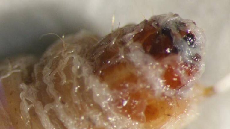 INTERNACIONAL:Descubrimiento de nuevas especies de nematodos que podrían proteger los cultivos sin pesticidas
