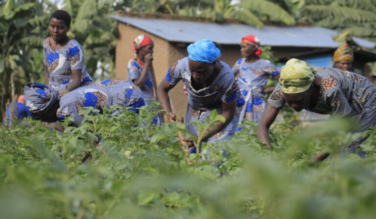 INTERNACIONAL: Los préstamos para las agricultoras disminuyen un 78%