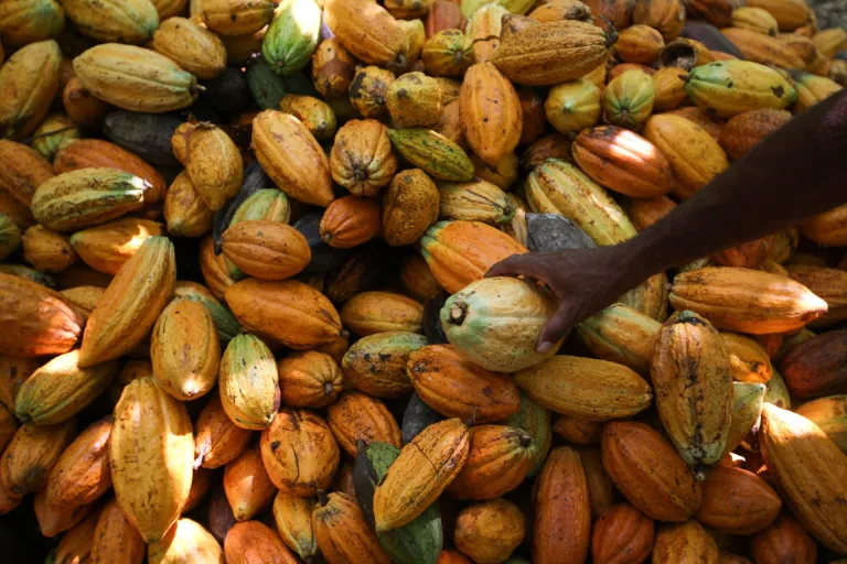 INTERNACIONAL: El precio promedio del cacao sube hasta un 147 % en un año por la escasez de oferta