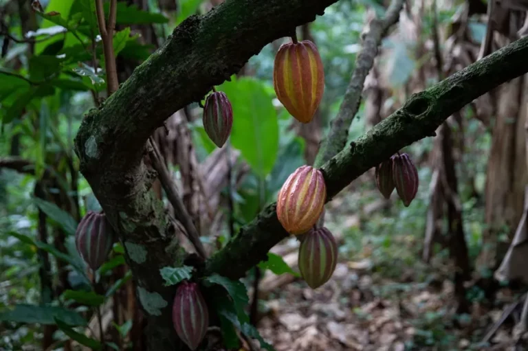 INTERNACIONAL:El cacao se extendió desde la cuenca Amazónica a otras regiones hace al menos 5.000 años