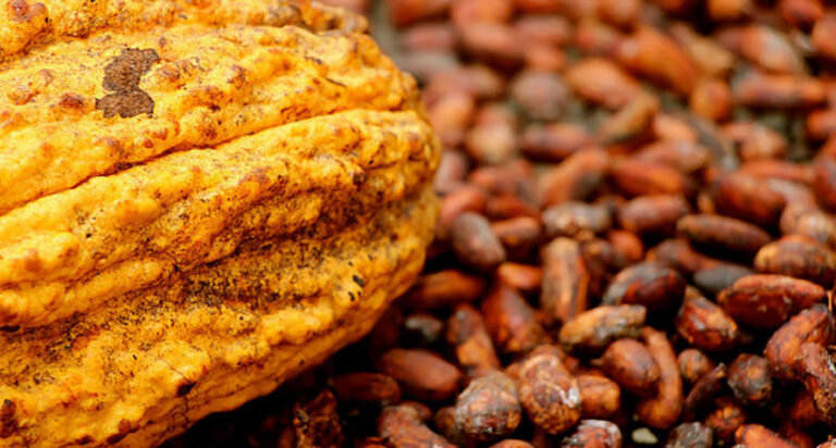 Estudio revela vulnerabilidad extrema de Productores de Cacao en Manabí ante cambio climático