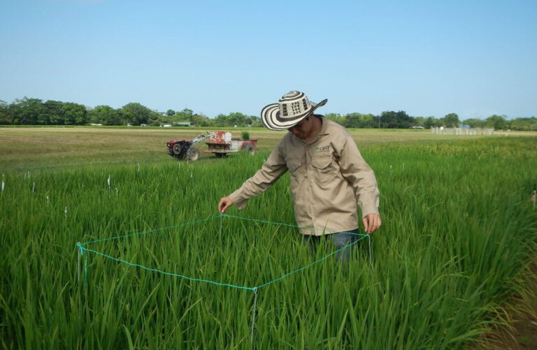 INTERNACIONAL, COLOMBIA: Ante evidencias de cambio climático, modelos agrícolas para cultivar arroz se deben ajustar