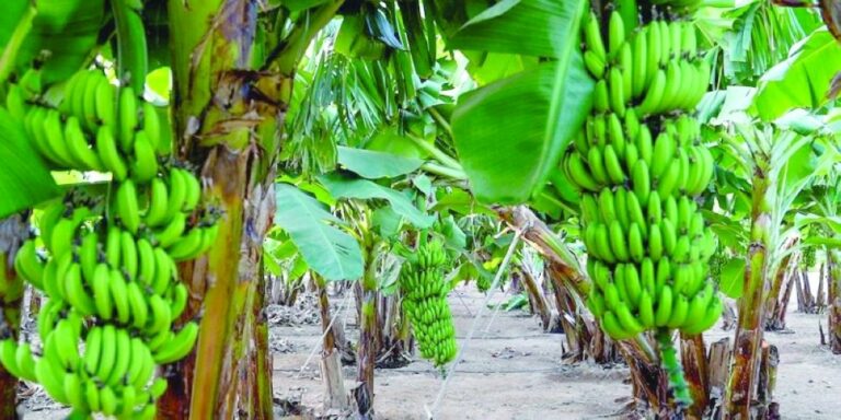 INTERNACIONAL:  Descubren en Omán una nueva variedad de banana