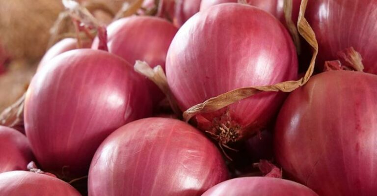 INTERNACIONAL:  Los buenos precios no pudieron compensar la caída en la producción de cebolla fresca peruana