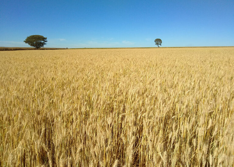 INFORME TÉCNICO: Cultivando trigo tropical, Embrapa tiene un rendimiento 12% más alto en años secos
