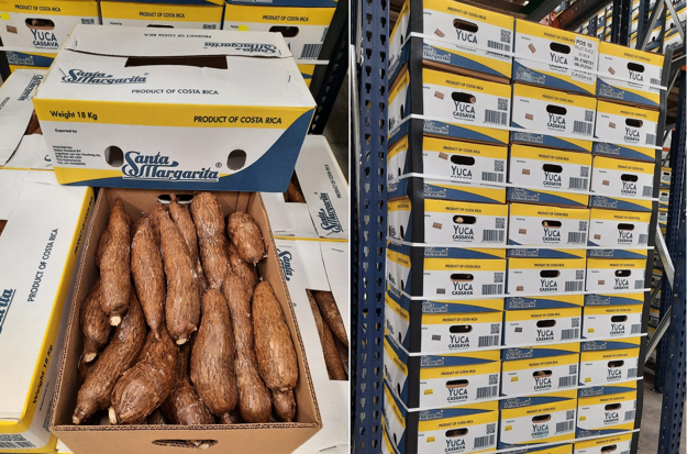 INTERNACIONAL:  “La yuca está conquistando el mercado europeo”