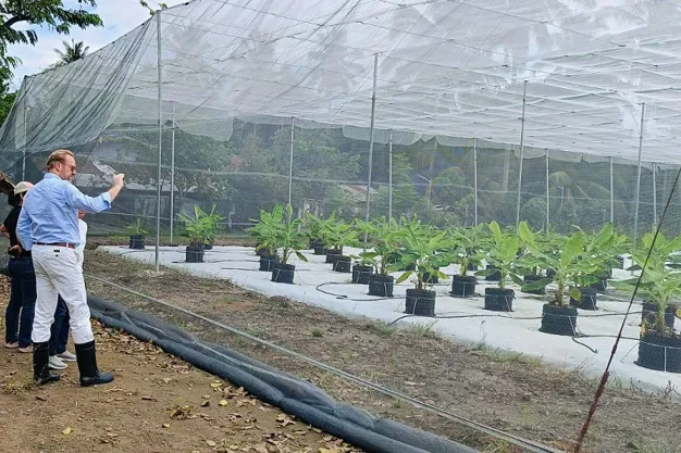 INTERNACIONAL:  WUR y A-BC están desarrollando una solución totalmente segura para el cultivo de banano