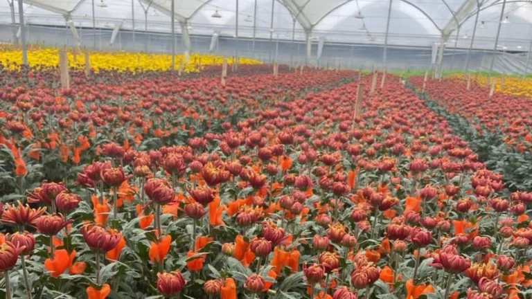 INTERNACIONAL, COLOMBIA: Gremios exportadores del agro manifiestan preocupación por la fluctuación de dólar