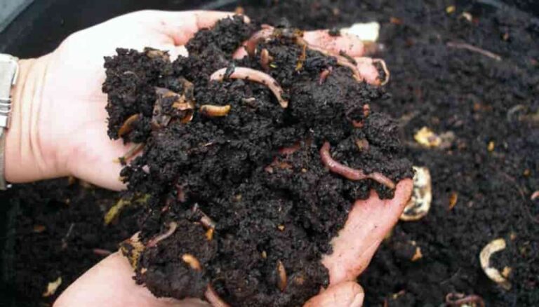 INFORME TÉCNICO:  El humus de lombriz: El oro negro de la tierra.