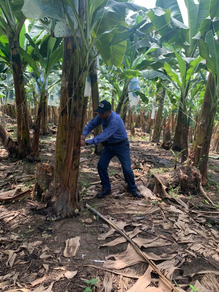 Bananeros también deben afrontar los desafíos para enfrentar cambios ambientales