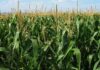 El futuro del maíz ya no depende solo del clima, sino de cómo se siembra y fertiliza