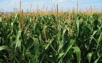 El futuro del maíz ya no depende solo del clima, sino de cómo se siembra y fertiliza