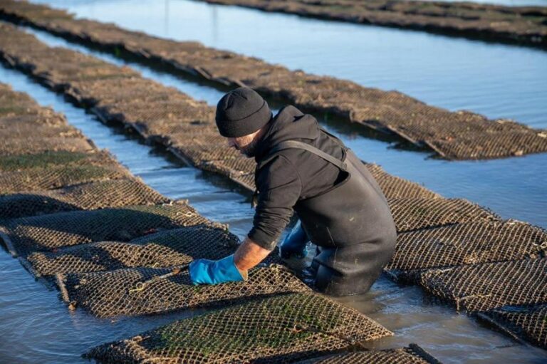 INTERNACIONAL: La adaptación de los productores ostrícolas, clave para el mantenimiento de la ostricultura en Francia
