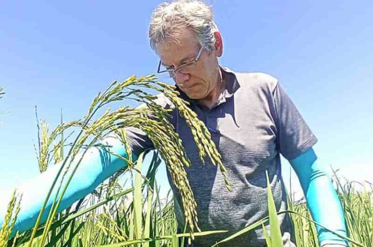 INFORME TÉCNICO: Nueva variedad de arroz adaptada a las condiciones de Madagascar: mejor absorción de fósforo y mayor contenido de zinc