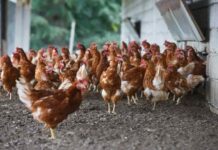 Ajo, cúrcuma, canela y orégano apuntan a frenar enemigo invisible en los galpones