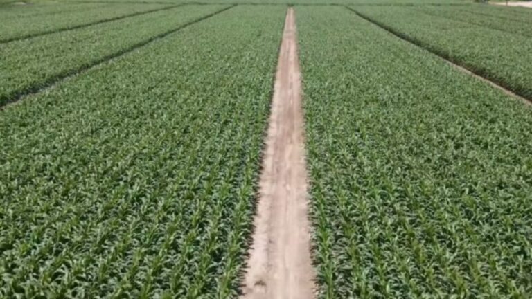 INTERNACIONAL, VENEZUELA:  Observan una importante recuperación de la producción agrícola nacional