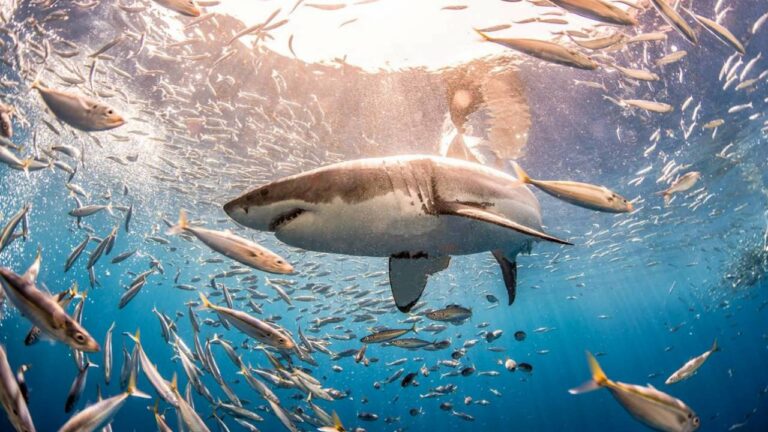 Ecuador toma acciones ante suspensión temporal del comercio de tiburones