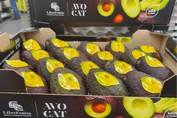 INTERNACIONAL:  ¿La reducción de la producción peruana de aguacate beneficiará a Sudáfrica?