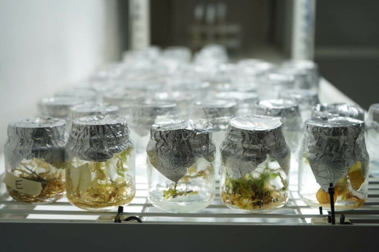 INTERNACIONAL: Cannabis “producido” en laboratorio, un cultivo prometedor