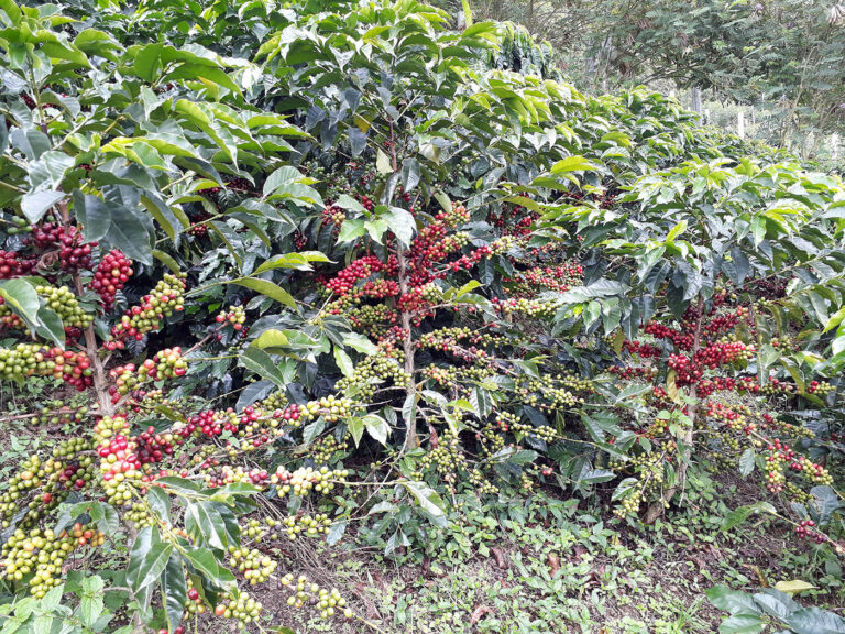 El exceso de frutos en la planta de café disminuye la cantidad de nutrientes en sus hojas. Foto: Andrés Felipe León Burgos, magíster en Ciencias Agrarias de la UNAL.
