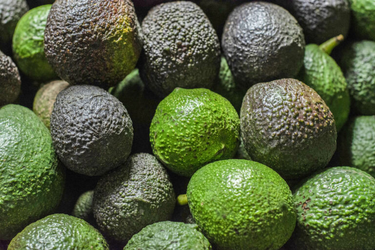 INTERNACIONAL: Aguacate Hass: partículas imperceptibles al ojo humano retardarían su maduración