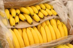 Incautadas en Algeciras 1,1 toneladas de cocaína entre bananos ecuatorianos