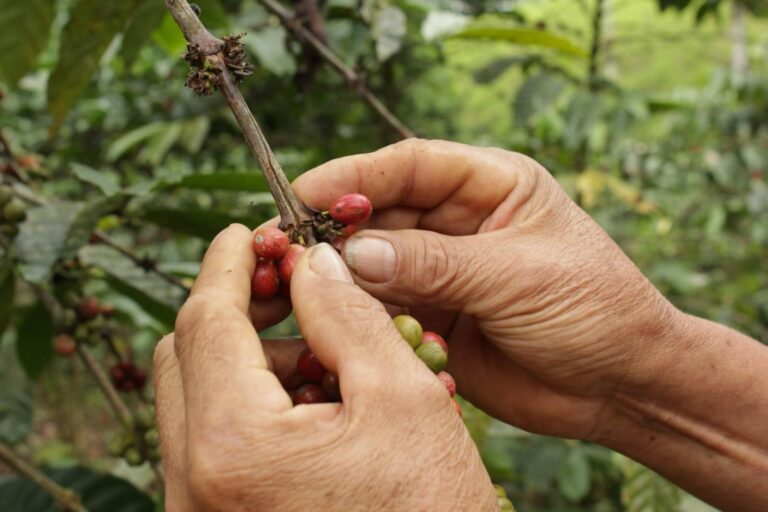 Ecuador se compromete a mantener el calentamiento global por debajo de 1,5 grados centígrados para 2025