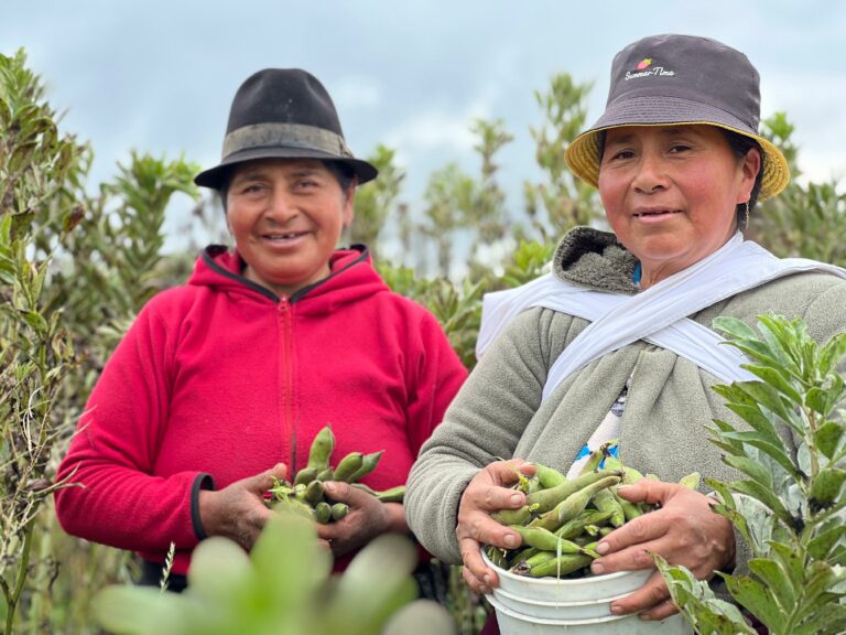 Emprendedoras de Cayambe revolucionan economía local con proyecto de habas frescas