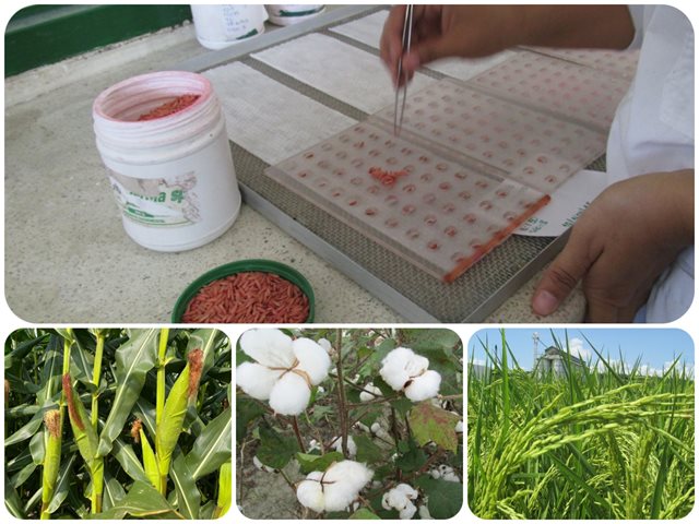 INTERNACIONAL, COLOMBIA: Una semilla autorizada hace la diferencia en economía, seguridad alimentaria y competitividad del campo