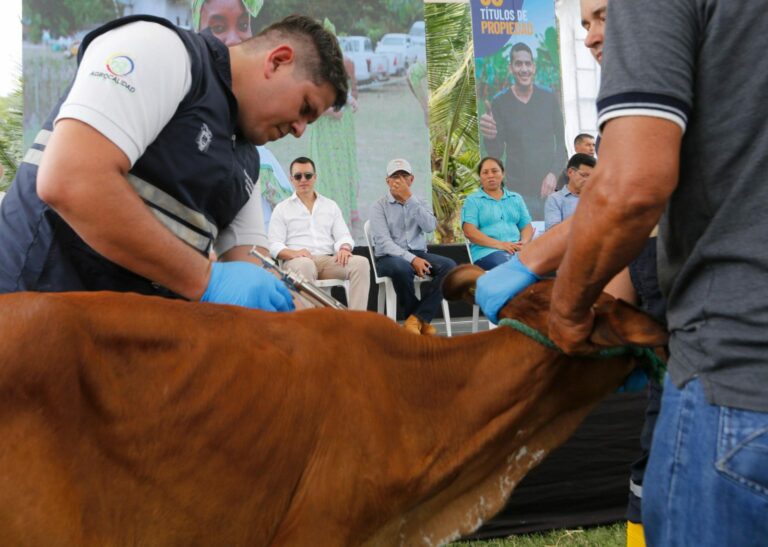 Gobierno ecuatoriano anuncia inicio  de campaña masiva de vacunación contra la fiebre aftosa