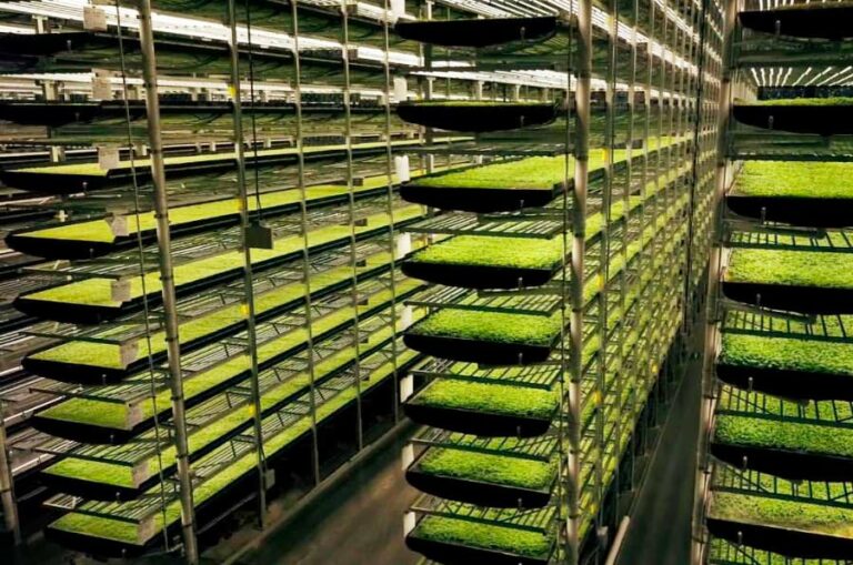 INTERNACIONAL: El futuro de la alimentación se llama agricultura vertical