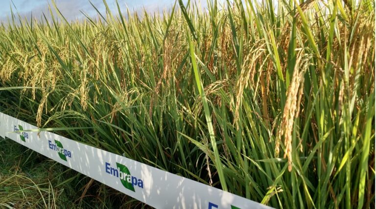 INFORME TÉCNICO, BRASIL,  Embrapa,  lanza variedad de arroz adaptable a los sistemas integrados de producción