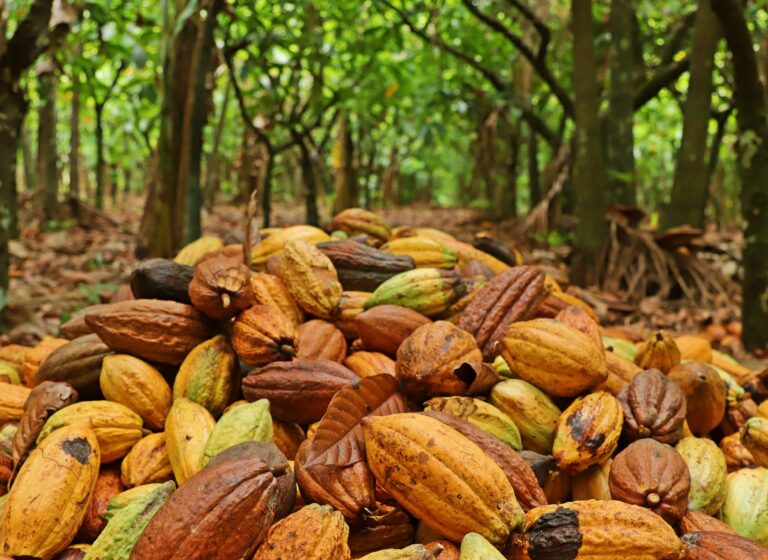 INFORME TÉCNICO,  BRASIL:  Proyecto evalúa insectos polinizadores de cacao en diferentes sistemas de producción