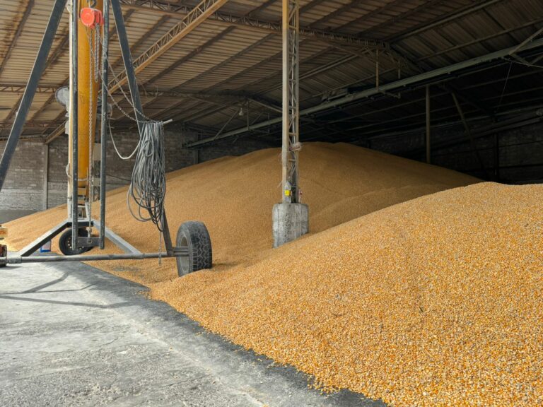 Productores de Maíz en crisis, industria No adquiere su Cosecha