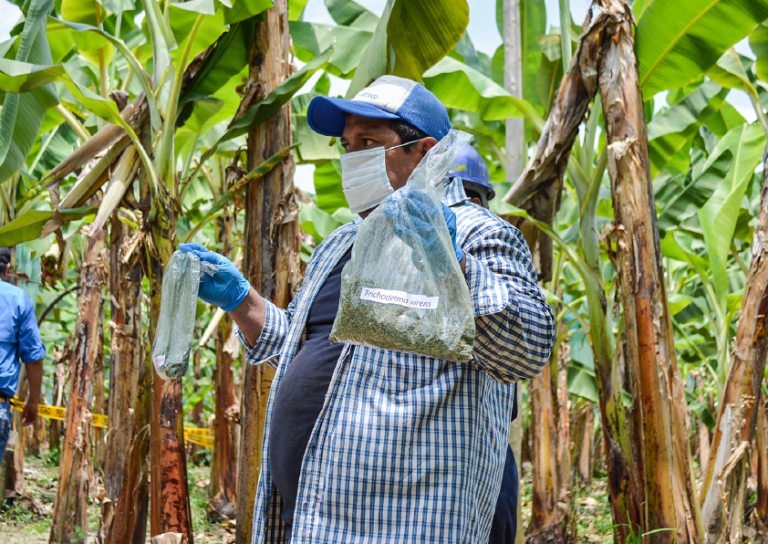 Uso de Trichoderma beneficia a bananeros de El Oro en medio de desafíos económicos globales
