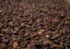 A pesar de la bajada de precios, los compradores de cacao de Ghana carecen de fondos para comprar los granos a los agricultores, según fuentes consultadas