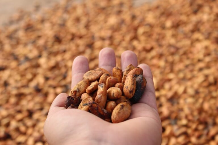 ECUADOR: Plan productivo impulsa exportación de 38.000 toneladas de cacao